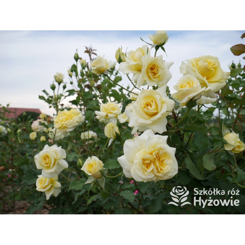 Krzewy róż można znaleźć w szkółce róż