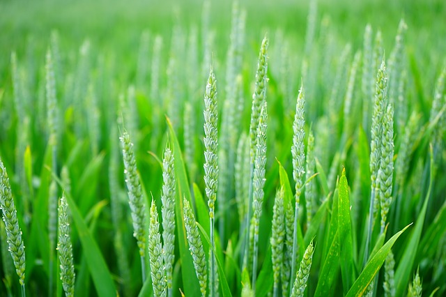 Ochrona Zbóż Ozimych: Zabiegi Herbicydowe na Jesieni