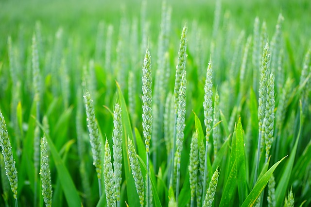Szkodniki w rzepaku wiosną – jak skutecznie chronić plantację?
